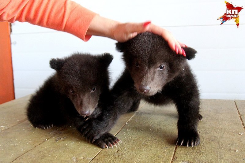 Рысь воспитывает двух полуторамесячных медвежат в иркутском зоопарке