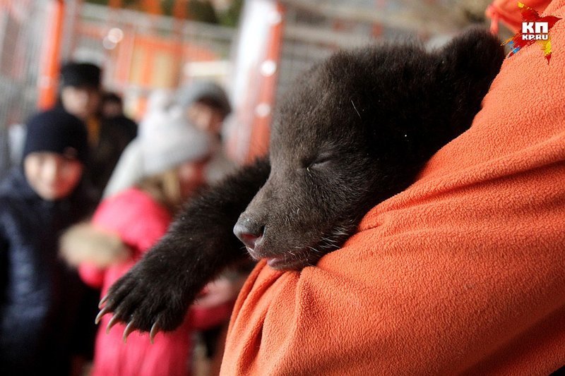 Рысь воспитывает двух полуторамесячных медвежат в иркутском зоопарке