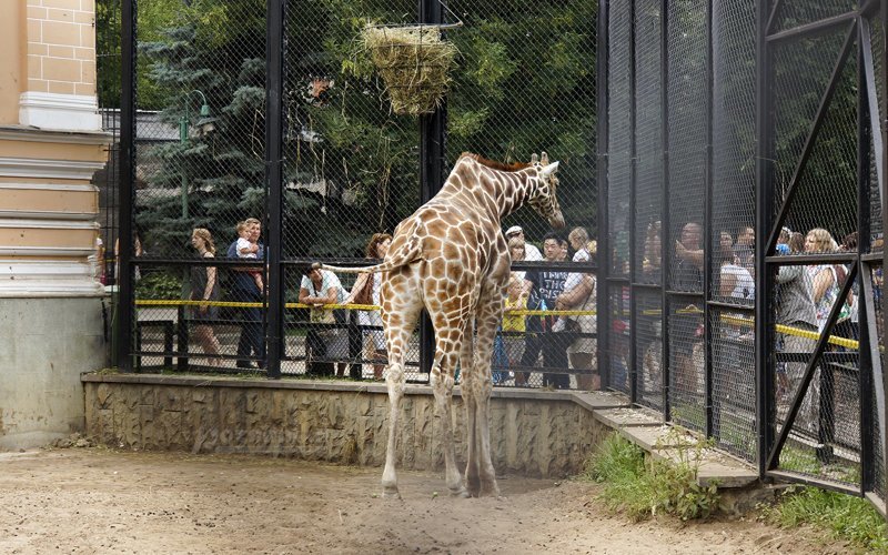 Как парковщик британского зоопарка стал миллионером