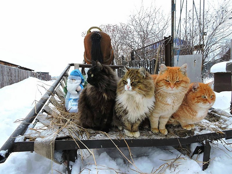 Миллион сибирских кошек