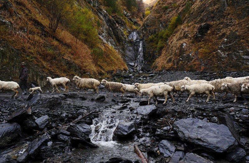 Перегон овец на Кавказе