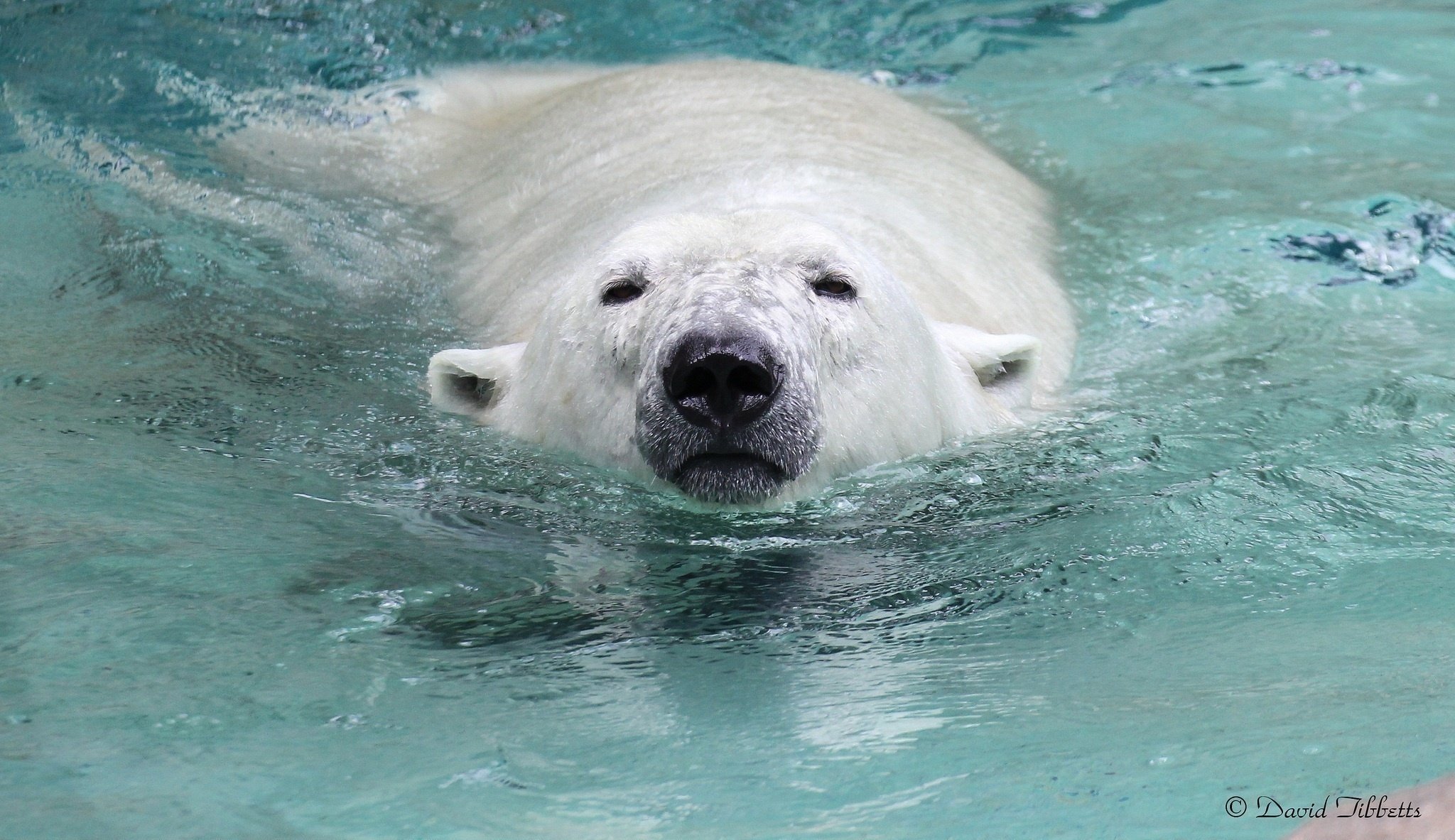 Вода 4 животные. Белый медведь. Белый медведь в воде. Белый медведь плавает. Белый медведь плывет.