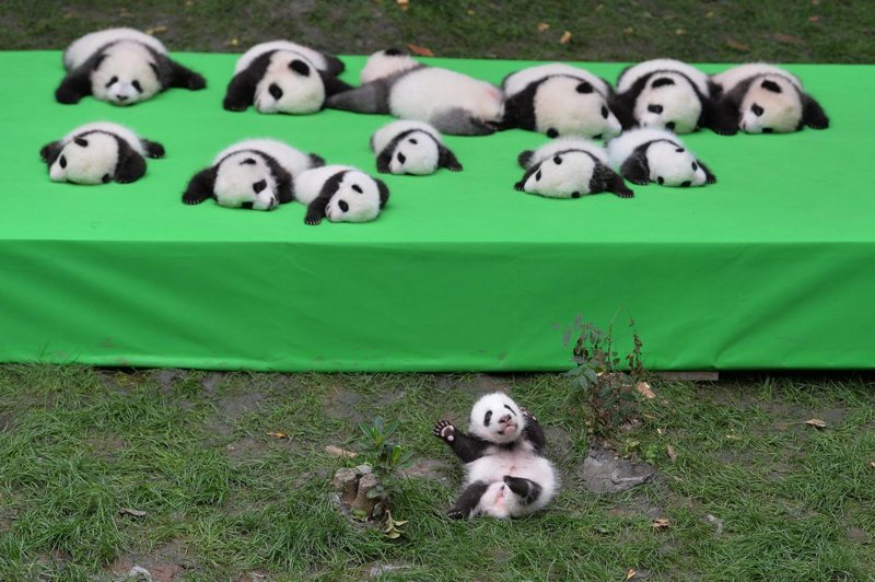 Первая демонстрация 23 детёнышей большой панды, родившихся в 2016 году, в научном центре