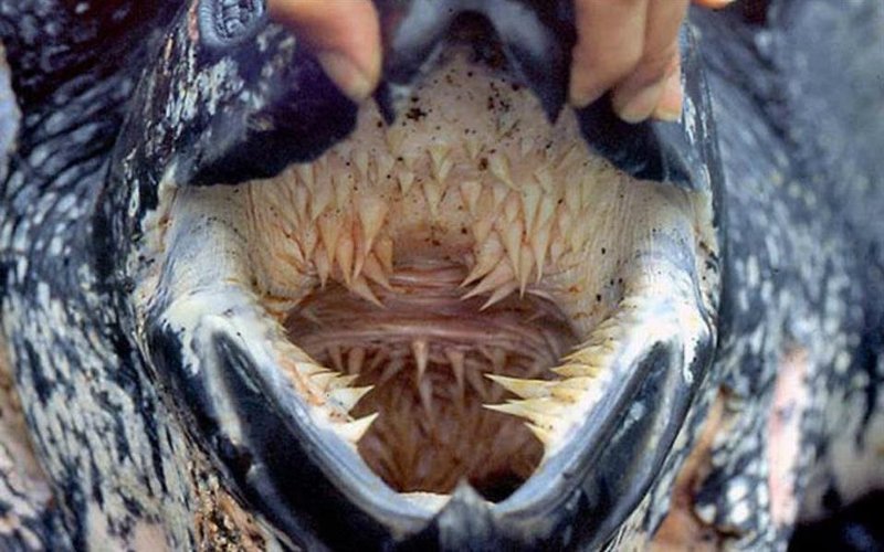 Želví ústa