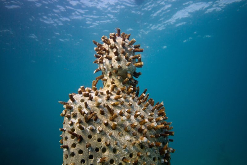 Даже подводная скульптура с прорастающими кораллами смотрится мрезковато