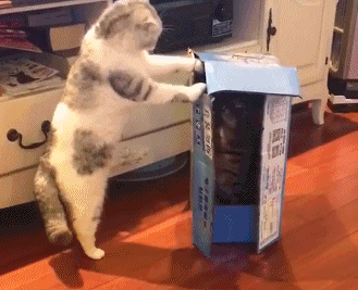 Не поделили коробку