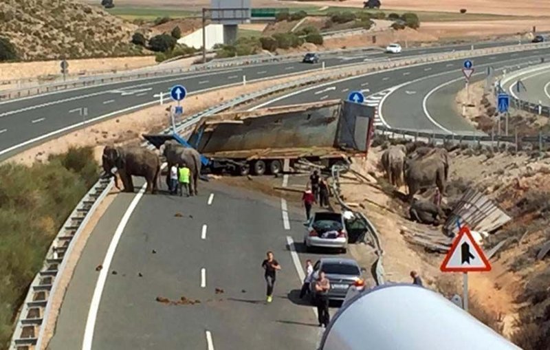 В результате аварии слоны оказались на воле, пустившись в самостоятельное шатание вдоль (и по) проезжей части, чем очень удивили проезжающих мимо ДТП автомобилистов.