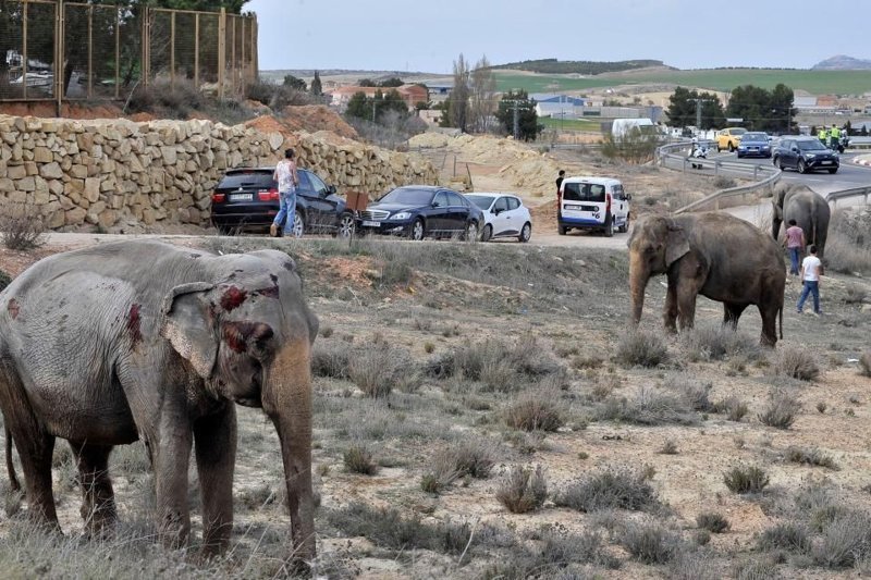 На обнародованных полицией фотографиях видно, как в канаве лежит погибший слон, тогда как оставшиеся в живых существа кормятся травой в непосредственной близости от проезжающих рядом машин.