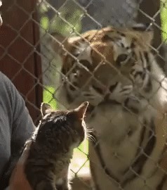 Кошка впервые узнала про тигров
