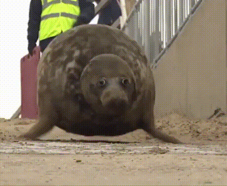 Тюлень на пробежке