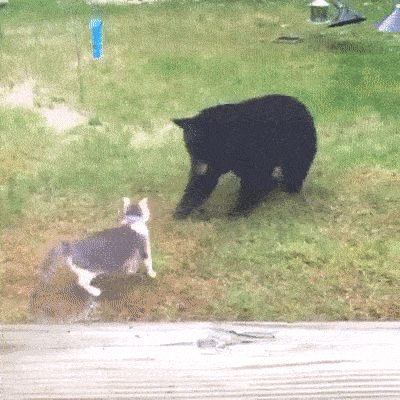 Кот против медведя