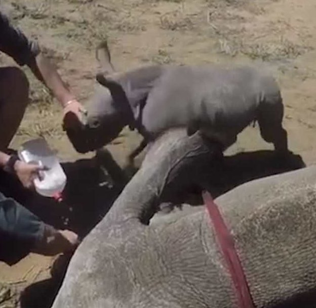 Маленький носорог пытался отбить от мамы ветеринаров 