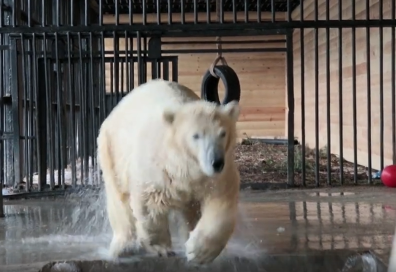 Белый медвежонок открывает купальный сезон
