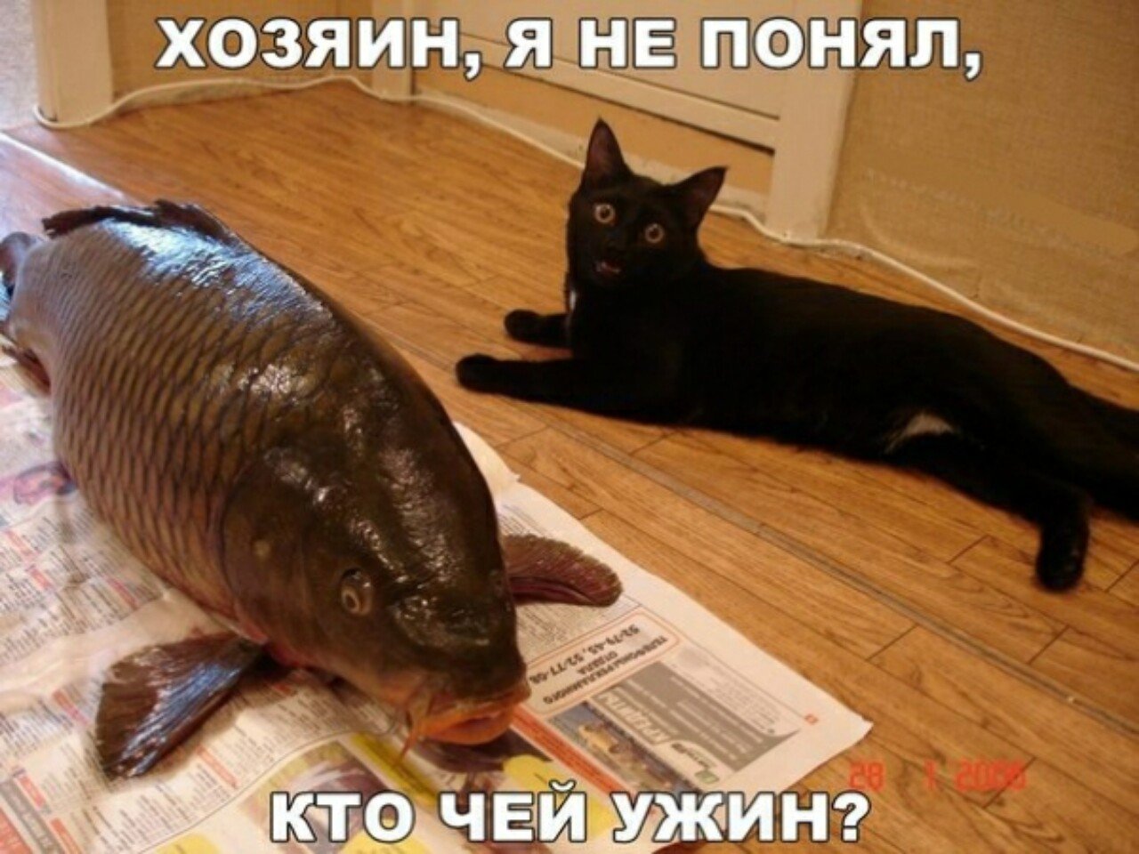 Кот с большой рыбой