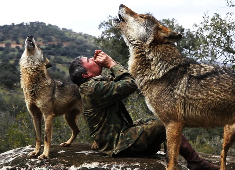 Испанский «Маугли» хочет вернуться к волкам, разочаровавшись в людях