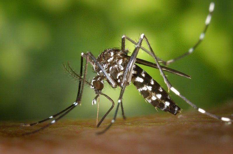 Что делать, если покусали комары?