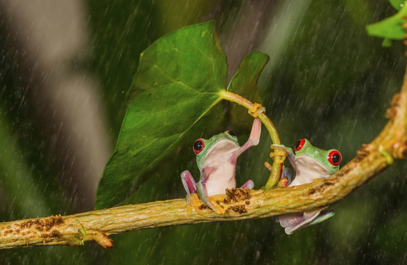 Животные имеют свои способы, как спрятаться от дождя