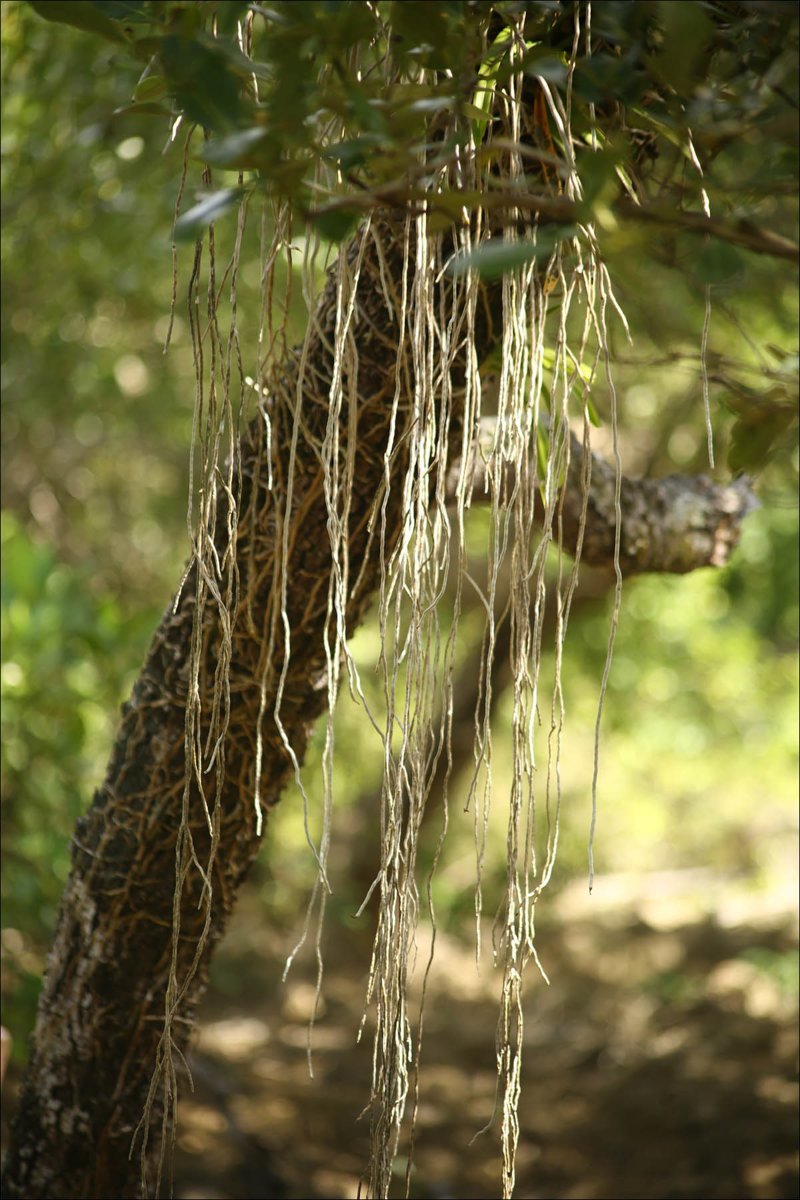 Мангровый лес: крутейший биом планеты