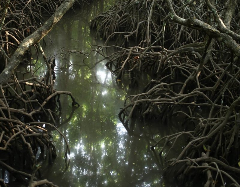 Мангровый лес: крутейший биом планеты