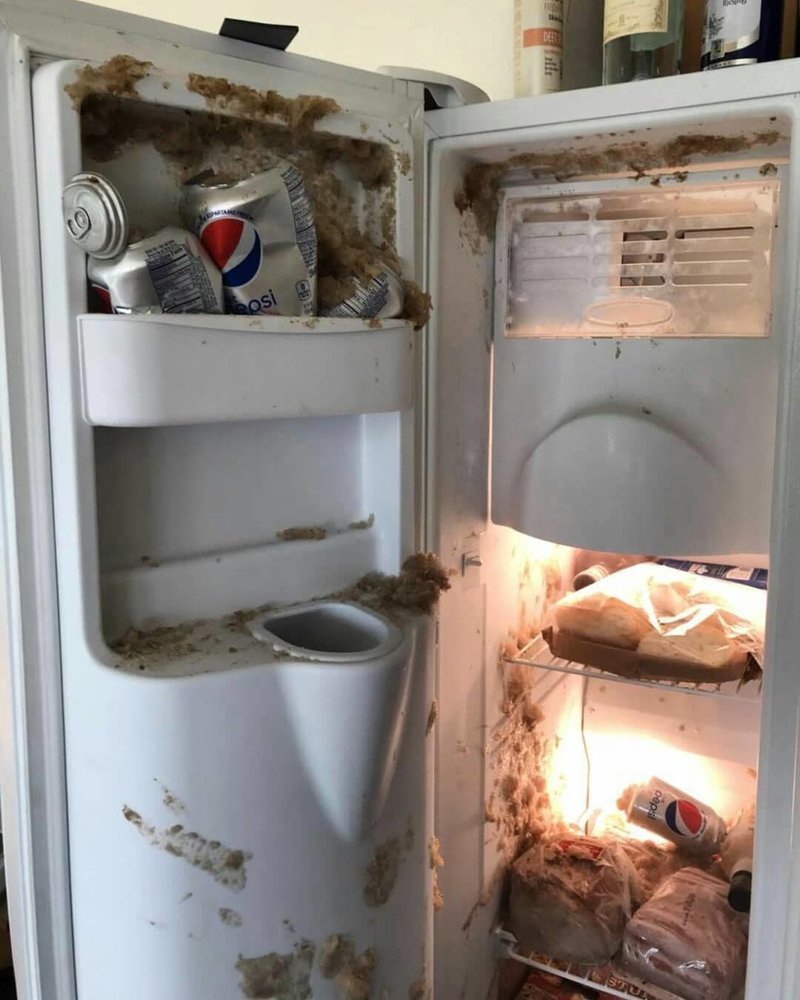 Хозяин говорит, что когда поставил пепси, холодильник сам добавил побольше мороза. Может и так, тогда хороший холодильник, переживает за хозяина