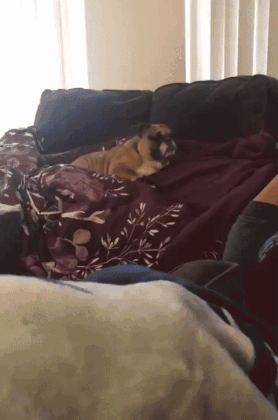 Что интересного показывают?