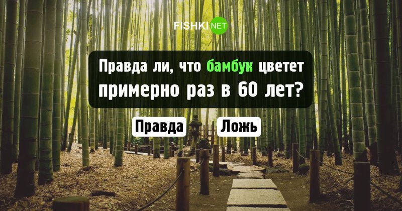 Вопросы для правда или ложь