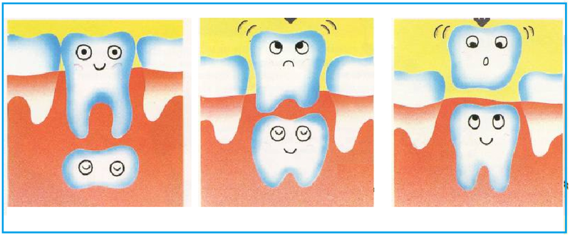 30. Почему у человека сначала растут молочные зубы, а не сразу коренные ?