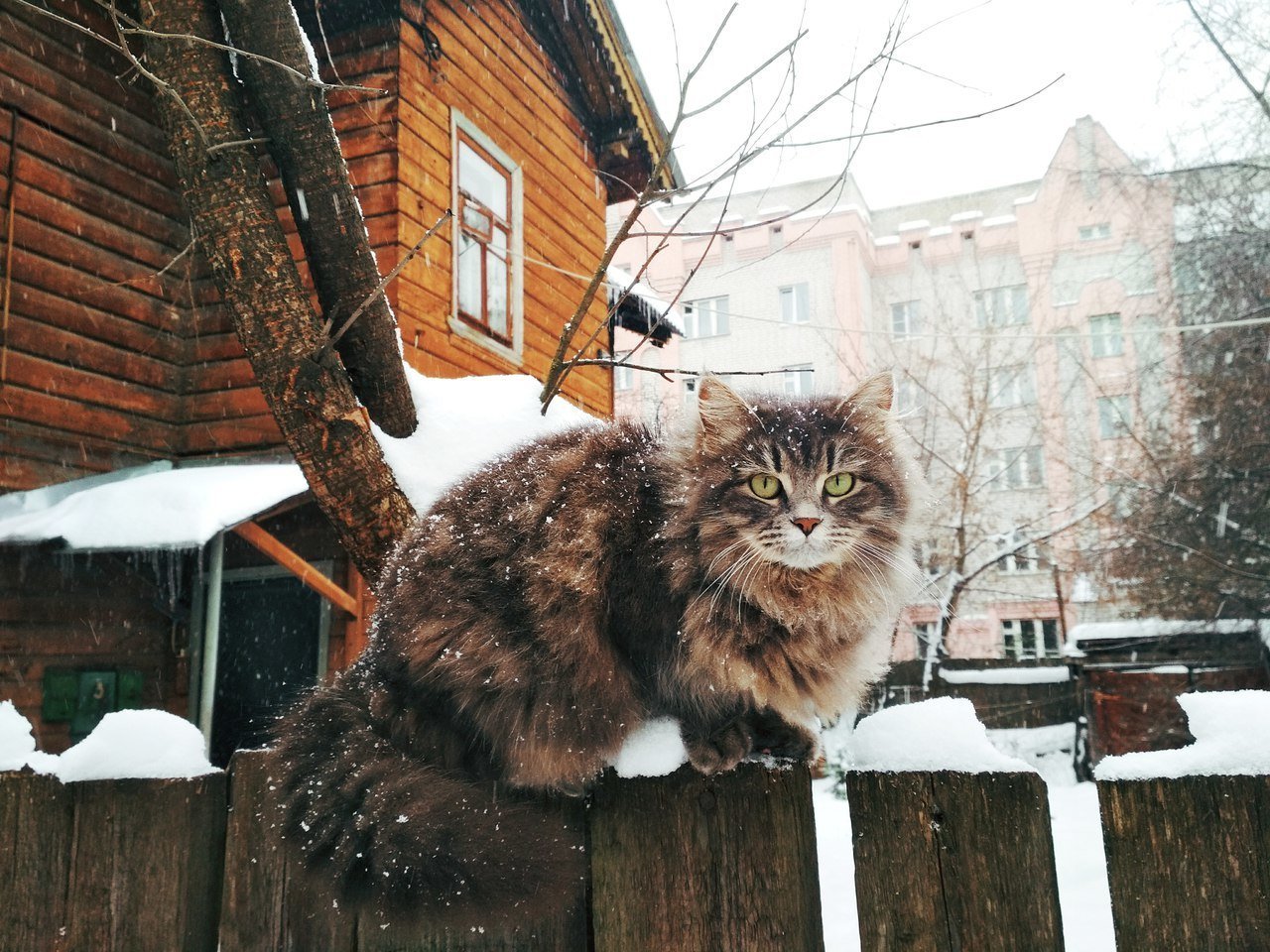 Фото кошки на улице