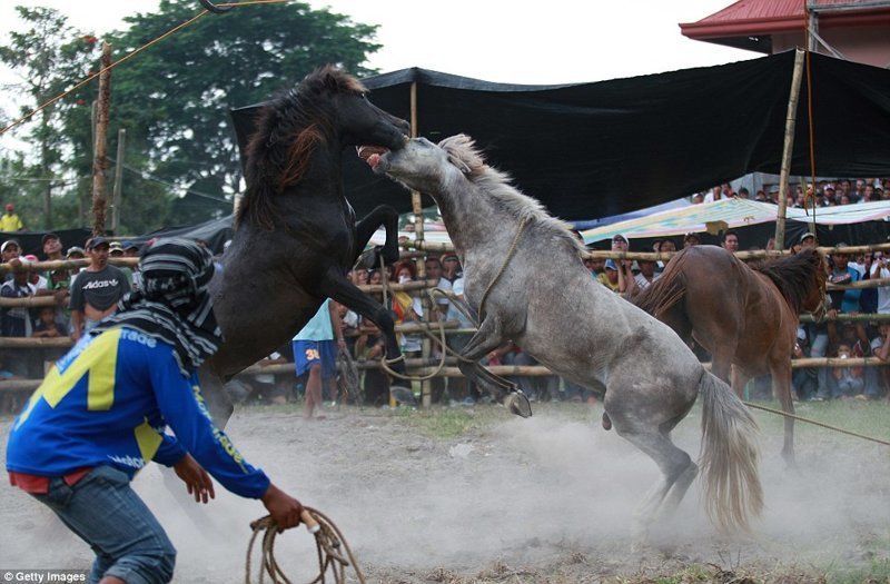 Неоправданная жестокость: лошадиные бои
