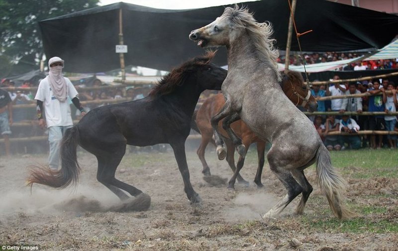 Неоправданная жестокость: лошадиные бои