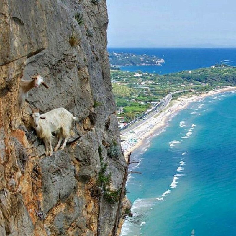 Фото горных козлов на отвесных скалах