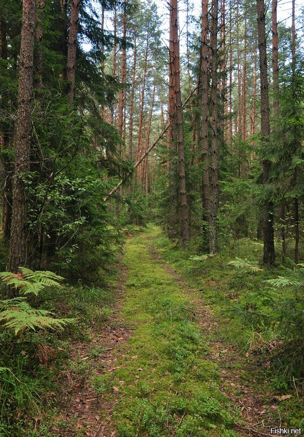 Фото леса без обработки