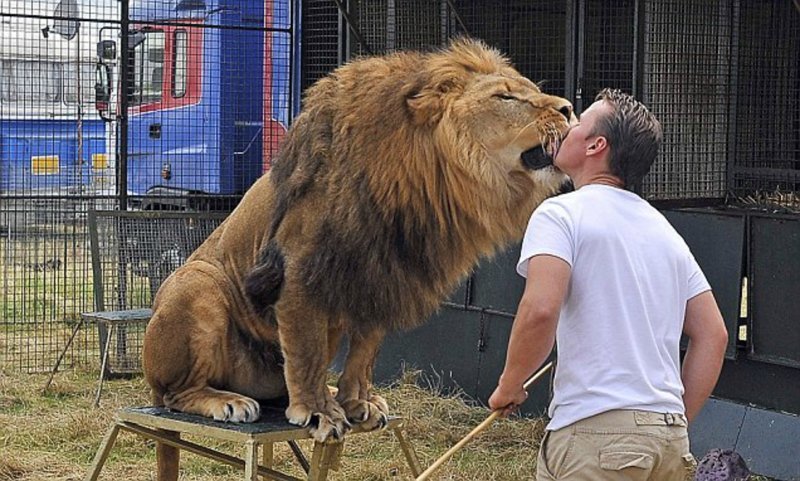 Запрет использования диких животных в цирках всецело действует в Великобритании