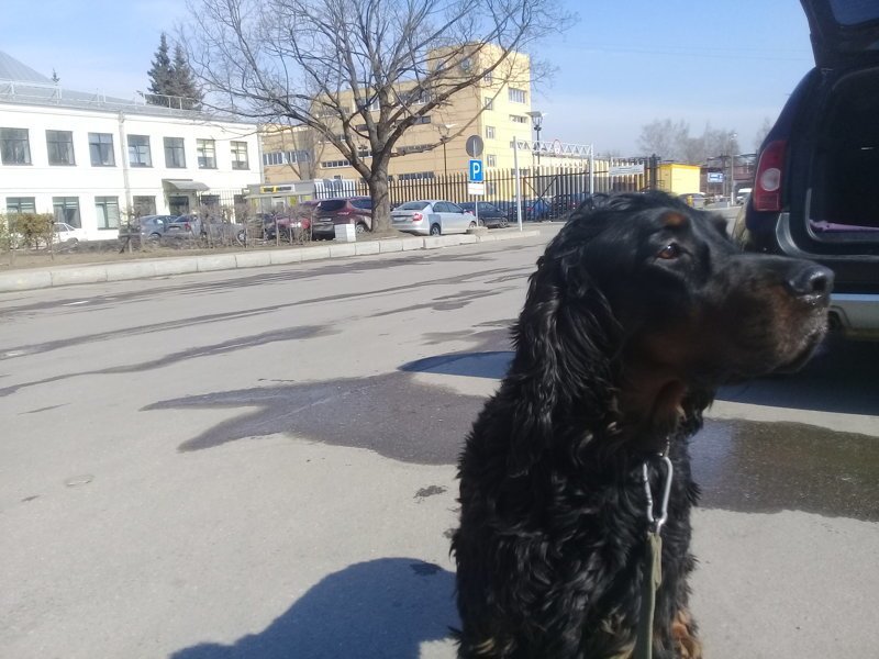 Прогулки с  собакой по Петербургу- 4