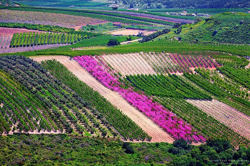 А  это - не бескрайние холмы Тоскании, а цветущая Верхняя Галилея на севере Израиля