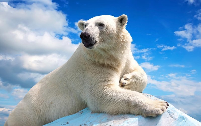 Почему Русская Арктика и Северный морской путь должны стать «свободными»?