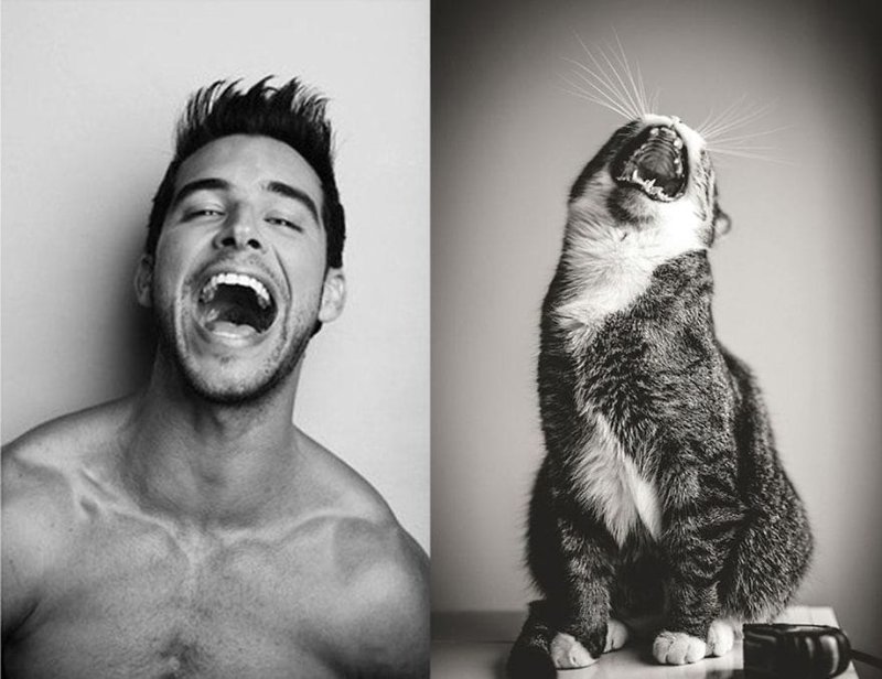 20 забавных коллажей, на которых наглядно видно, что у котов и красивых мужчин есть что-то общее