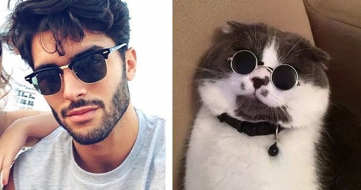 20 забавных коллажей, на которых наглядно видно, что у котов и красивых мужчин есть что-то общее