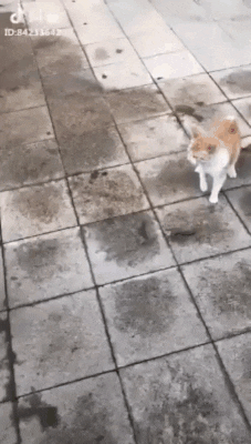 Собака-притворяка