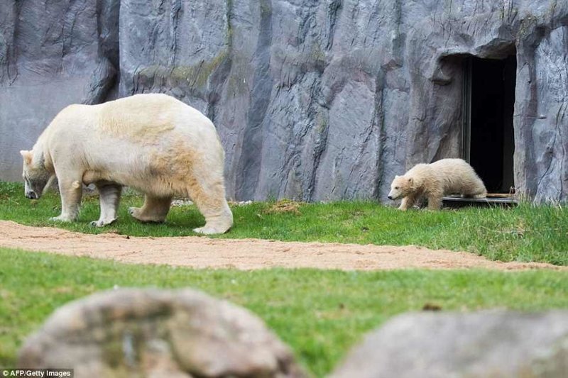 Привет, мир: первая прогулка детеныша белого медведя по зоопарку