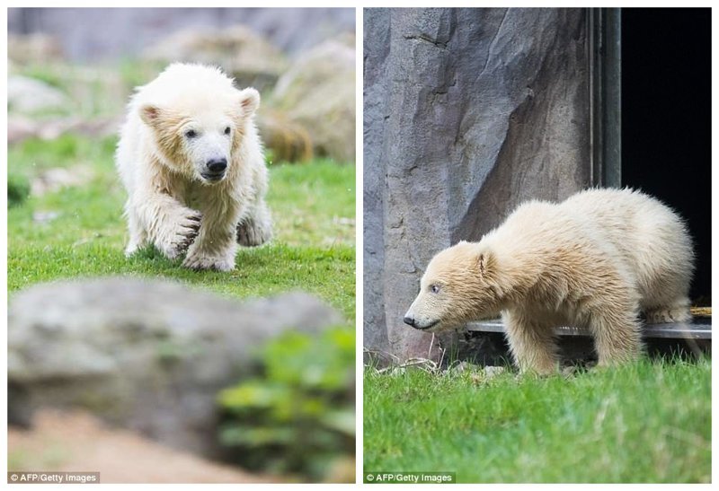 Привет, мир: первая прогулка детеныша белого медведя по зоопарку