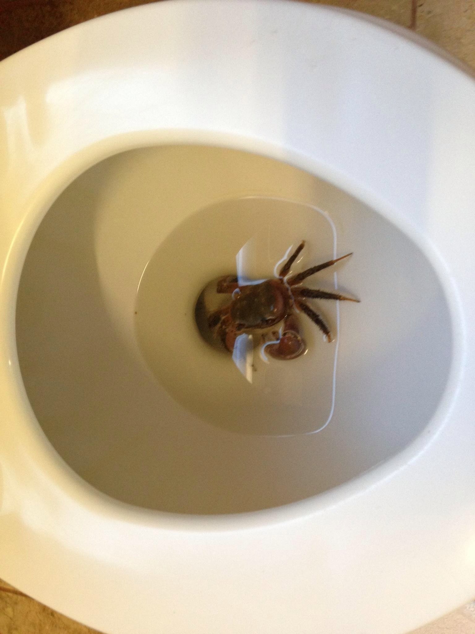 Спайдер туалет. Огромные пауки в санузле. Огромный паук в туалете.