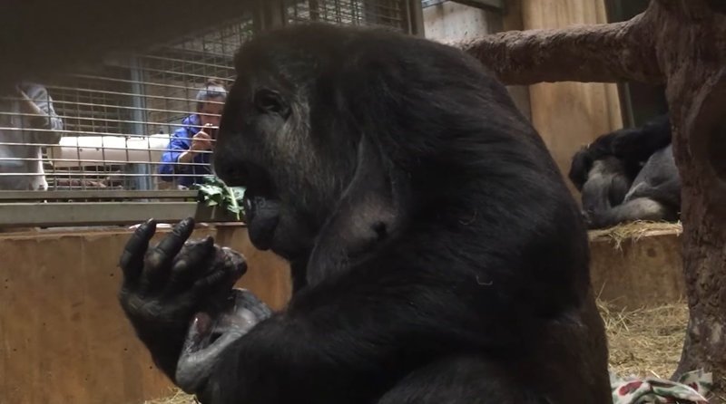 В прошлое воскресенье 16-летняя Калая, западная равнинная горилла, родила первенца