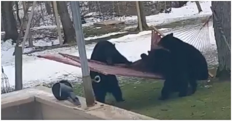 Медвежата решили покачаться в гамаке
