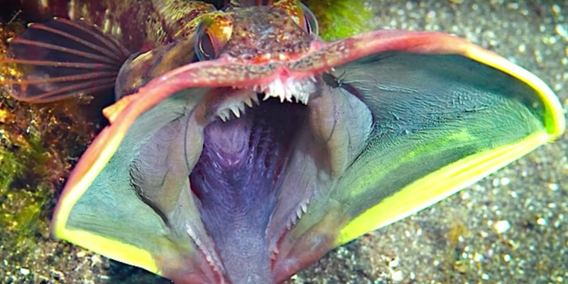 Необычные обитатели морских глубин на снимках рыбака