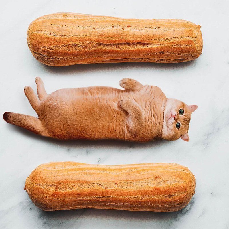 "Официант, у меня в еде котик!" - девушка добавляет котов в еду с помощью фотошопа