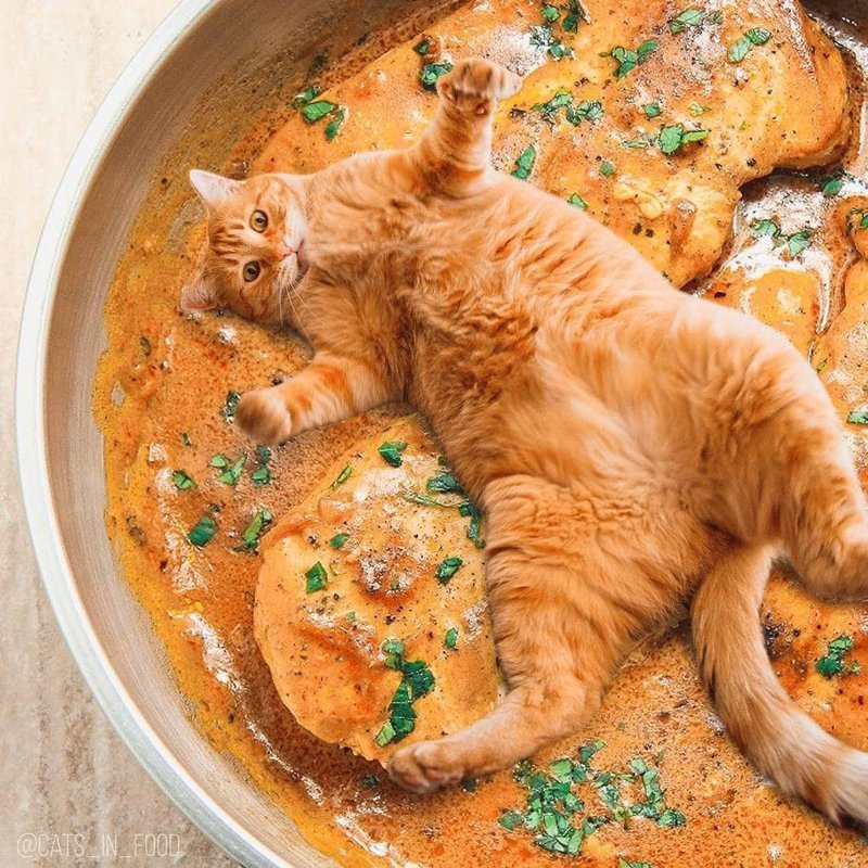 Как готовить суп из кота