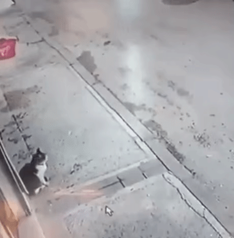 Попал под горячую лапу