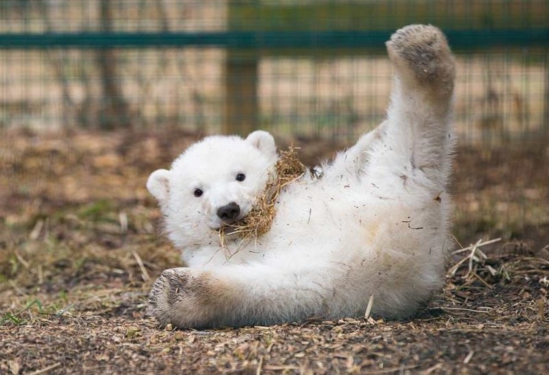 Первый за четверть века полярный медвежонок, рожденный в шотландском зоопарке Highland Wildlife Park, оказался мальчиком