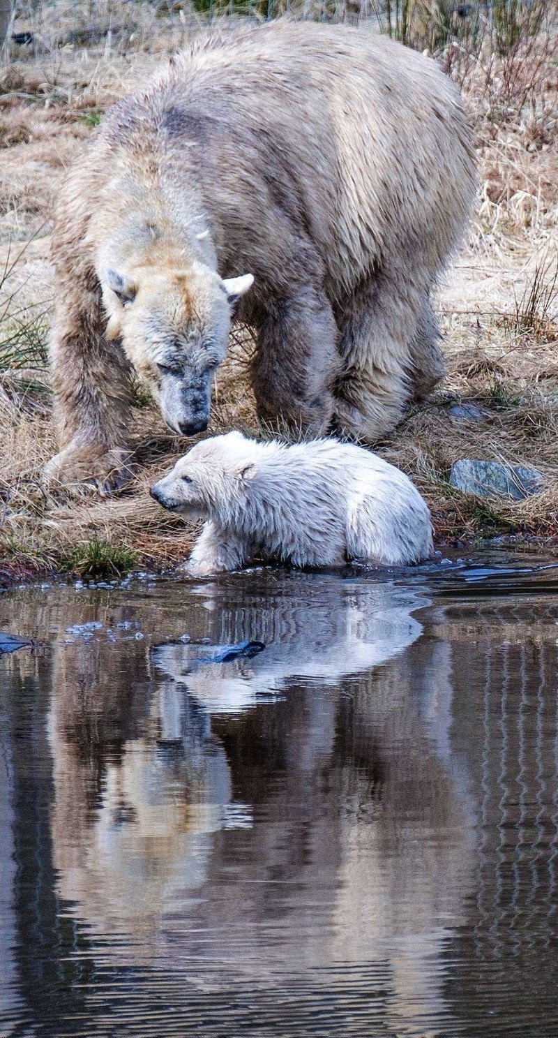 Рождение первого полярного медведя в Великобритании за четверть века - огромное достижение для Шотландского Королевского Зоологического Общества и команды Highland Wildlife Park